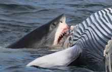 Dwa rekiny zjadały wieloryba