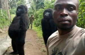 Dwa goryle z DR Konga uważają leśników za swoich rodziców