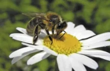 Dwa pokolenia pszczół - pszczoły letnie i zimowe