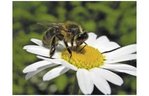 Dwa pokolenia pszczół - pszczoły letnie i zimowe
