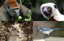 O badaniu ewolucji inteligencji u zwierząt
