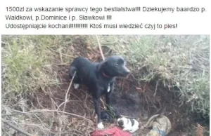 Przywiązał sukę do drzewa i kazał patrzeć jak umierają jej szczeniaki. NAGRODA