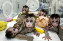 Chińscy naukowcy wszczepili małpom ludzkie geny. Eksperyment oczywiście...