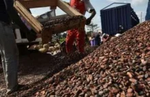 Na Wybrzeżu Kości Słoniowej chcą pozyskiwać prąd elektryczny z kakao -...