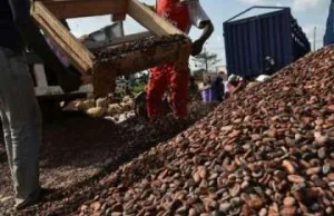 Na Wybrzeżu Kości Słoniowej chcą pozyskiwać prąd elektryczny z kakao -...
