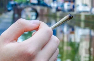 Marihuana na cenzurowanym: nowe prawo w Hadze