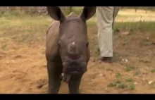 Pani spaceruje, a później biega z małym nosorożcem :)