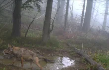 "Pogoda pod wilkiem". Film z Babiogórskiego Parku Narodowego podbija Internet