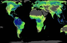 Najlepszy sposób walki ze zmianami klimatu? Zasadzić miliard hektarów lasu