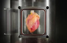 Naukowcy wyhodowali tkankę ludzkiego serca z komórek skóry