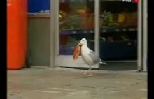 Cwany ptak okrada sklep