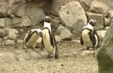 Pingwinom w UK są podawane antydepresanty ponieważ są załamane z powodu pogody.