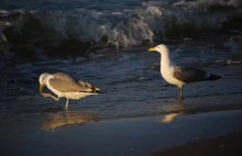 Pijane mewy znalezione na plaży. „Nasze samochody śmierdzą jak knajpy”