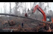 Trochę smutek. Orangutan próbujący walczyć z buldożerem niszczącym jego dom.