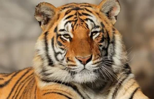 Chcą zabić tygrysa, który zjadł 5 osób. Aktywiści: Niewinny