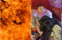 Pies spłonął żywcem osłaniając swoim ciałem 8-miesięczne dziecko....
