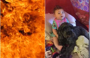 Pies spłonął żywcem osłaniając swoim ciałem 8-miesięczne dziecko....