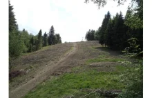 Beskid Śląski: Z terenu Parku Krajobrazowego zniknęło 1,5 ha lasu, trwa śledztwo