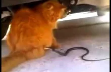 Kot bawi się z wężem