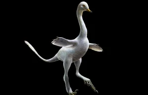 Halszkaraptor - kaczkopodobny dinozaur nazwany po polskiej paleontolożce