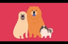 Ciekawa animacja opowiadająca o pochodzeniu psów