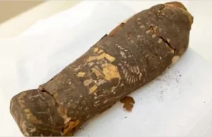 W przeskanowanej mumii jastrzębia odkryto szczątki dziecka