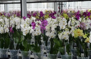 Orchidea Tour z Wyspy Wisła- A już wkrótce Orchidea 2018 w Warszawie w