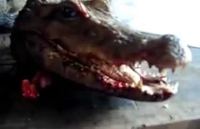 "Żywa" głowa martwego aligatora.