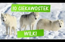 10 ciekawostek o...