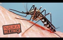 Dlaczego niektórych komary kąsają częściej?
