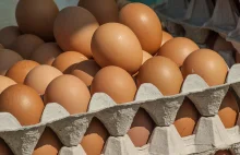 Czeski sanepid zniszczył 5 milionów jaj z Polski