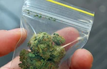 Nastolatki zażywają mniej marihuany po jej legalizacji - informują władze...