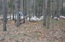 Ciężarówka ze świniami wpadła do rowu. Zwierzęta uciekły do lasu