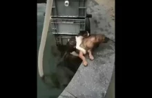 Pies ratuje kota przed utonięciem