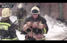 Strażacy ratują świnki z pożaru obory