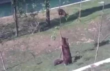 Niedźwiedzica pomaga zejść swojemu młodemu z drzewa