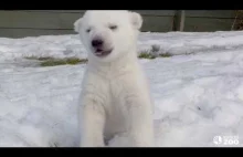 Trzymiesięczny niedźwiadek polarny po raz pierwszy wychodzi na śnieg.