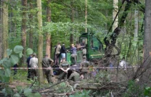 Nakaz TS UE wstrzymania wycinki drzew w Puszczy Białowieskiej