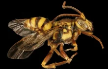 Wyjątkowe zdjęcia pszczół. Prawdziwe dzieła sztuki