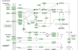 W jaki sposób przebiega apoptoza?