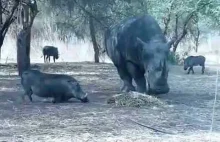 Typowe spotkanie nosorożca z dzikiem