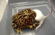 Żaba rogata pożera mysz niemal tak samo dużą jak ona.