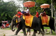 Torturowane słonie, otumanione lekami tygrysy i zdeformowane kobiety
