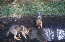 Taki widok nie zdarza się często - wilki w wielkopolskich lasach