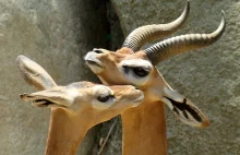 GERENUK (w jęz. somalijskim"głowa wielbłąda") jedno z najpiękniejszych zwierząt