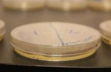 Szalka Petriego pokryta nanokrystalicznym diamentem