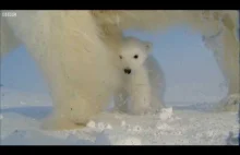 Polar bear helps films her own cub! - Polar Bear Spy On The Ice - BBC Earth