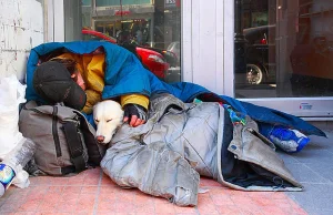 Bezdomni i ich psy