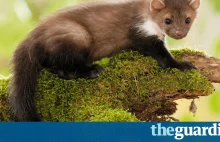 Totally stuffed: Cern's electrocuted weasel to go on display