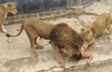 Wariat wskoczył do wybiegu dla lwów w zoo - 2 lwy zabito aby go uratować!